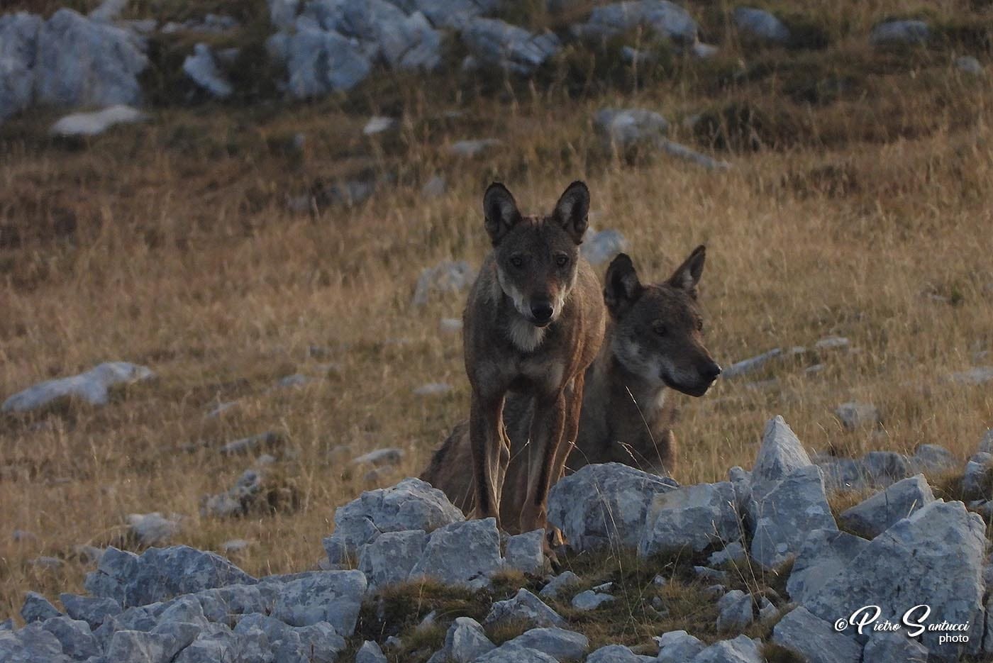Lupi nel parco nazionale d'Abruzzo
